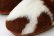 画像5: ファー TRAGARA (COW)