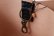 画像12: Belt leather Cute (15633:BK)