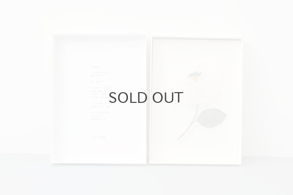 画像4: 矛盾の魅力 コサージュ (OF)