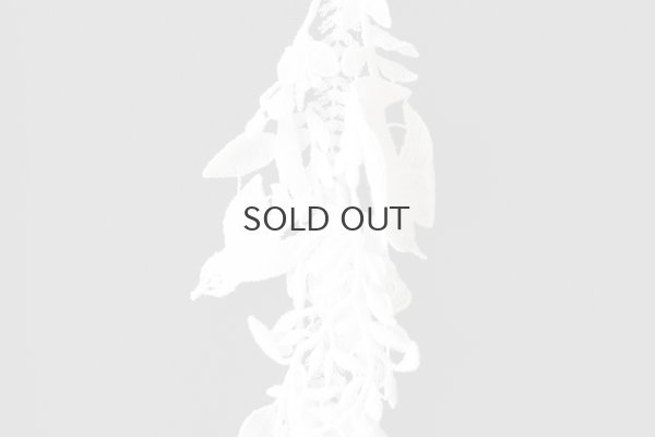 画像4: forest parade スカート (ACA5375:DNY)