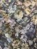 画像7: forest flower cotton print blouse (BR) (7)