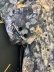 画像3: forest flower cotton print blouse (BR) (3)