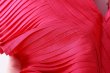 画像4: Khadi Silk Tuck Ruffle Collar (RV) (4)