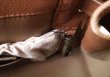 画像15: フニュシュリンク・ショルダーベルトバッグ (16622:BR) (15)