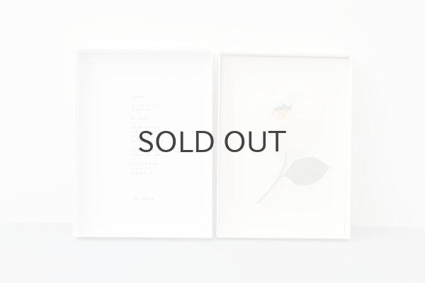 画像4: 矛盾の魅力 コサージュ (OF) (4)