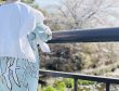画像18: frills top (WH) (18)
