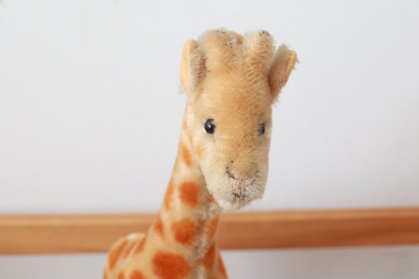 画像6: 1960年代シュタイフ社のキリン (Giraffe) (6)